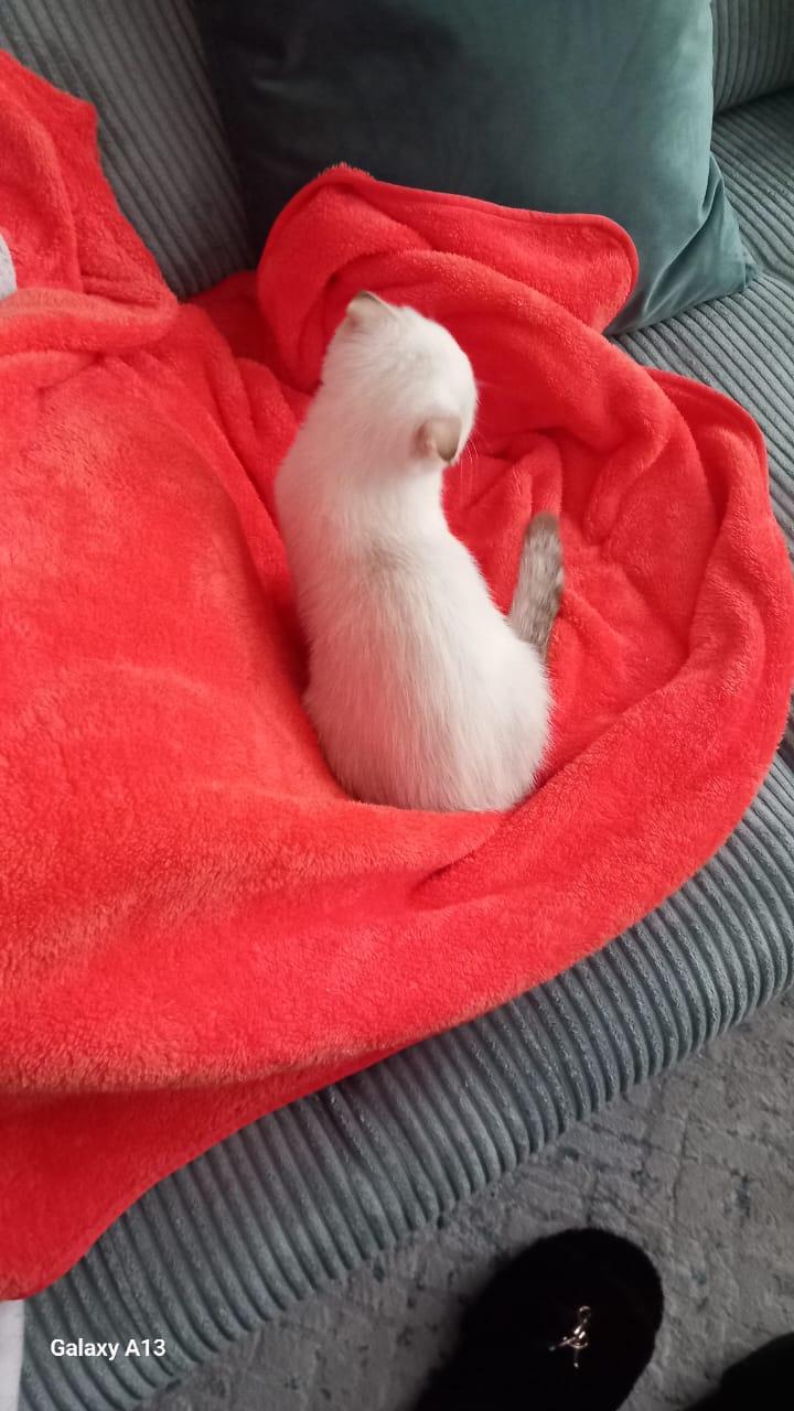 Kater sucht ein neues Zuhause