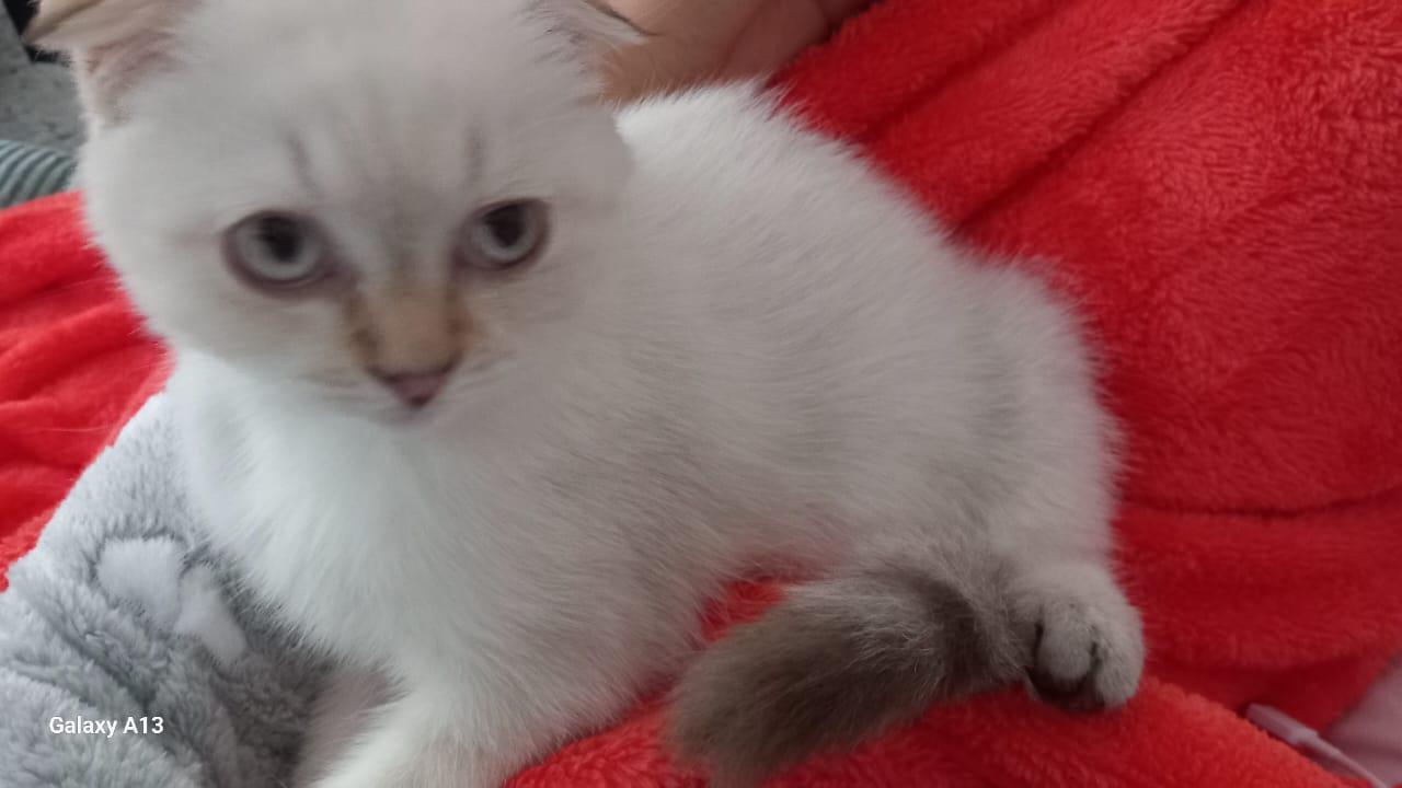 Kater sucht ein neues Zuhause