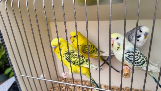 Wellensittiche Texas Clearbodys