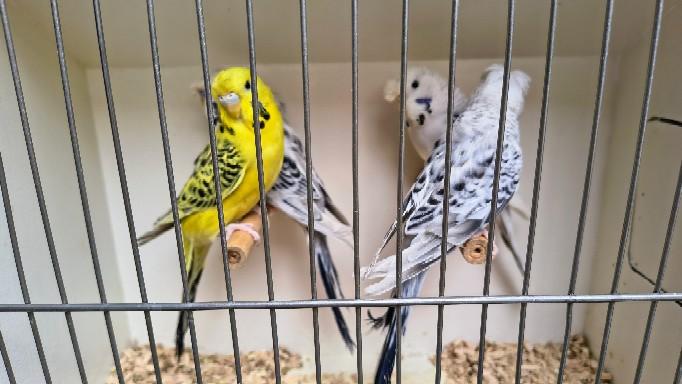 Wellensittiche Texas Clearbodys