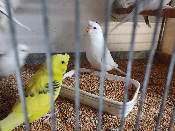 Wellensittiche Texas Clearbodys