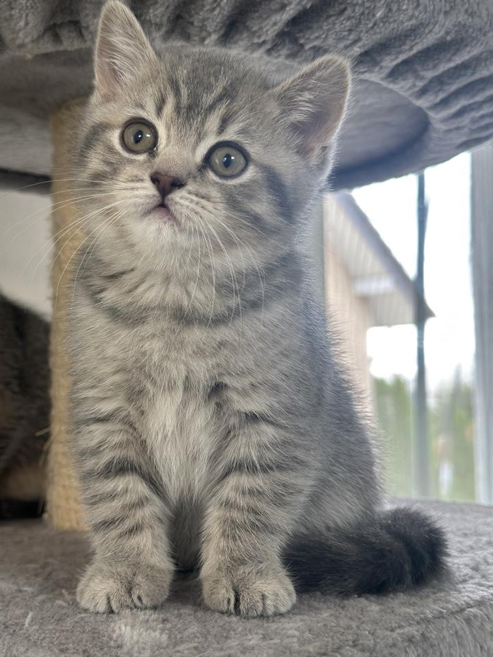 Demnächst abgabebreit! Zwei BKH Kitten, Katzen-M?