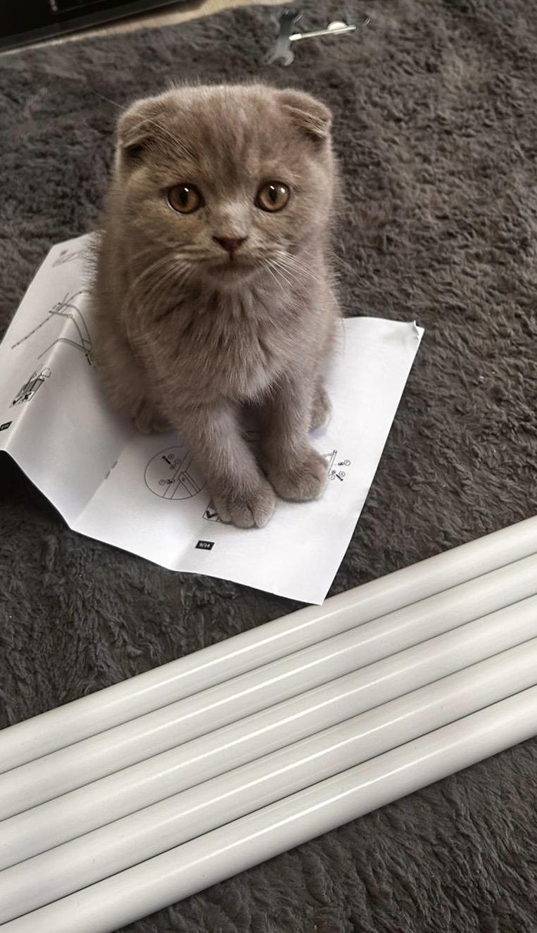 Verspieltes Kitten (Scottish Fold / BKH) sucht lie