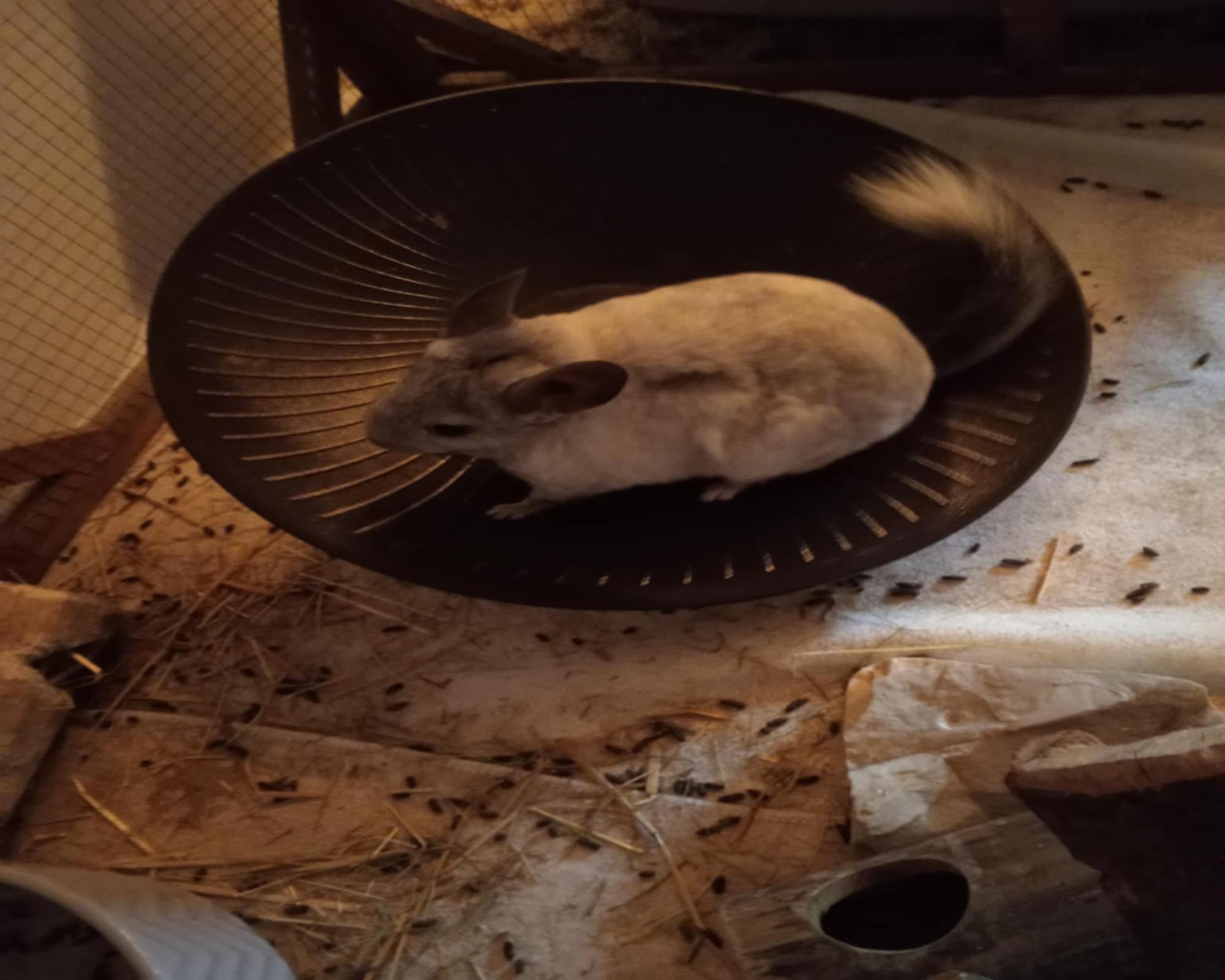 2 liebe Chinchillas suchen ein neues Zuhause