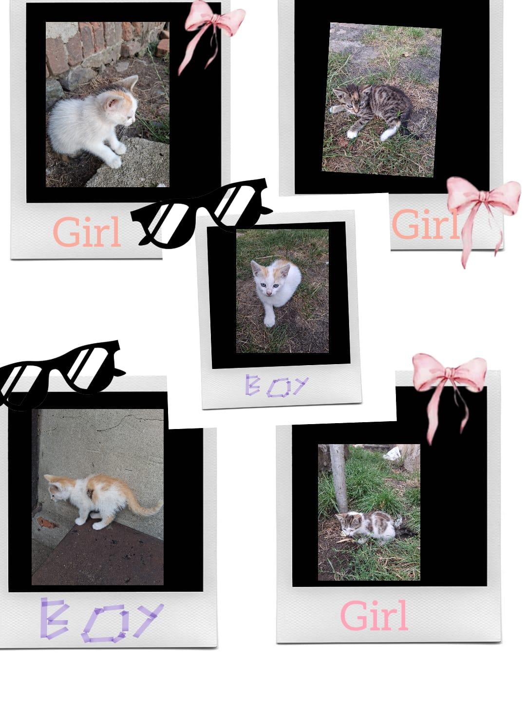 5 süße Katzenbabys suchen ein liebevolles Zuhaus