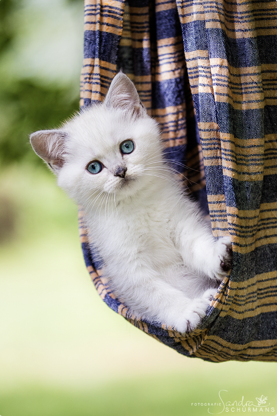 Besondere Bärchen, für besondere Meschen! Adopti