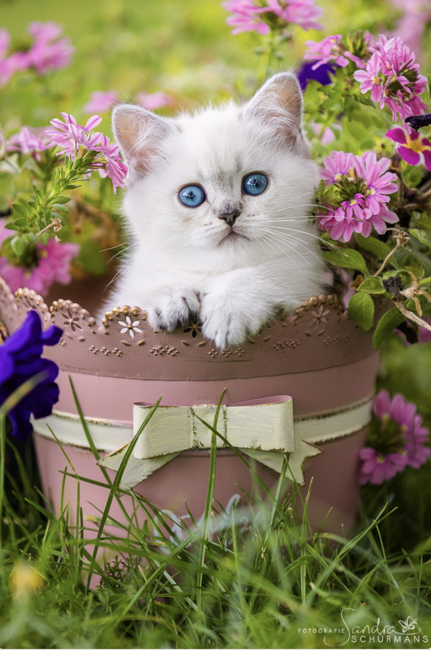 Besondere Bärchen, für besondere Meschen! Adopti