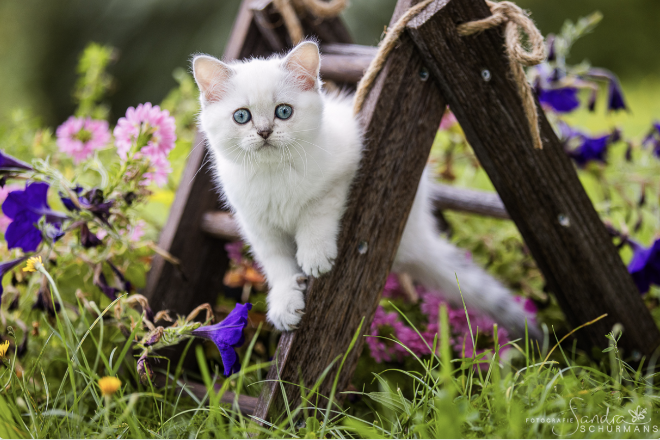 Besondere Bärchen, für besondere Meschen! Adopti