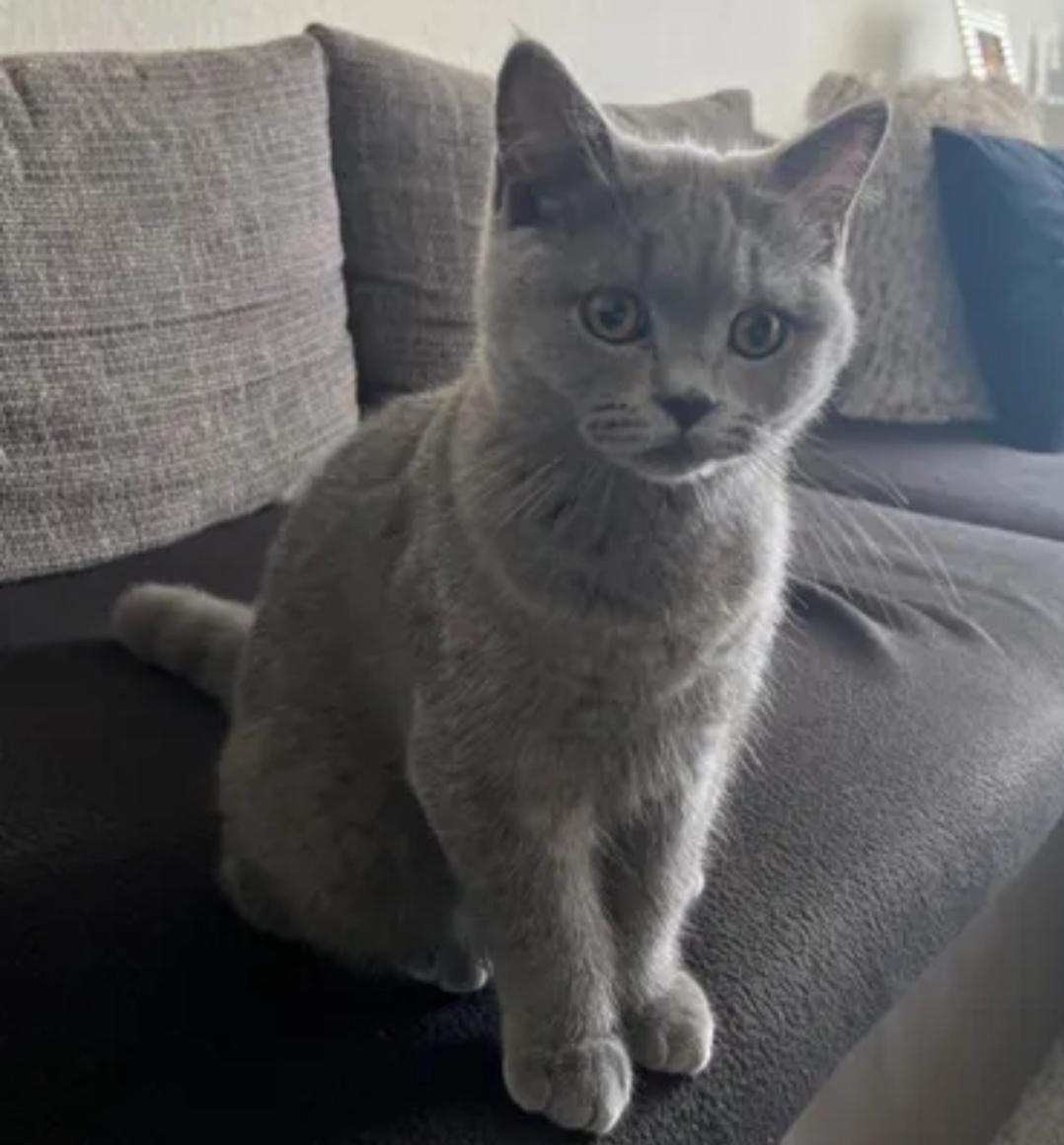 BKH Kater 5 Monate Alt