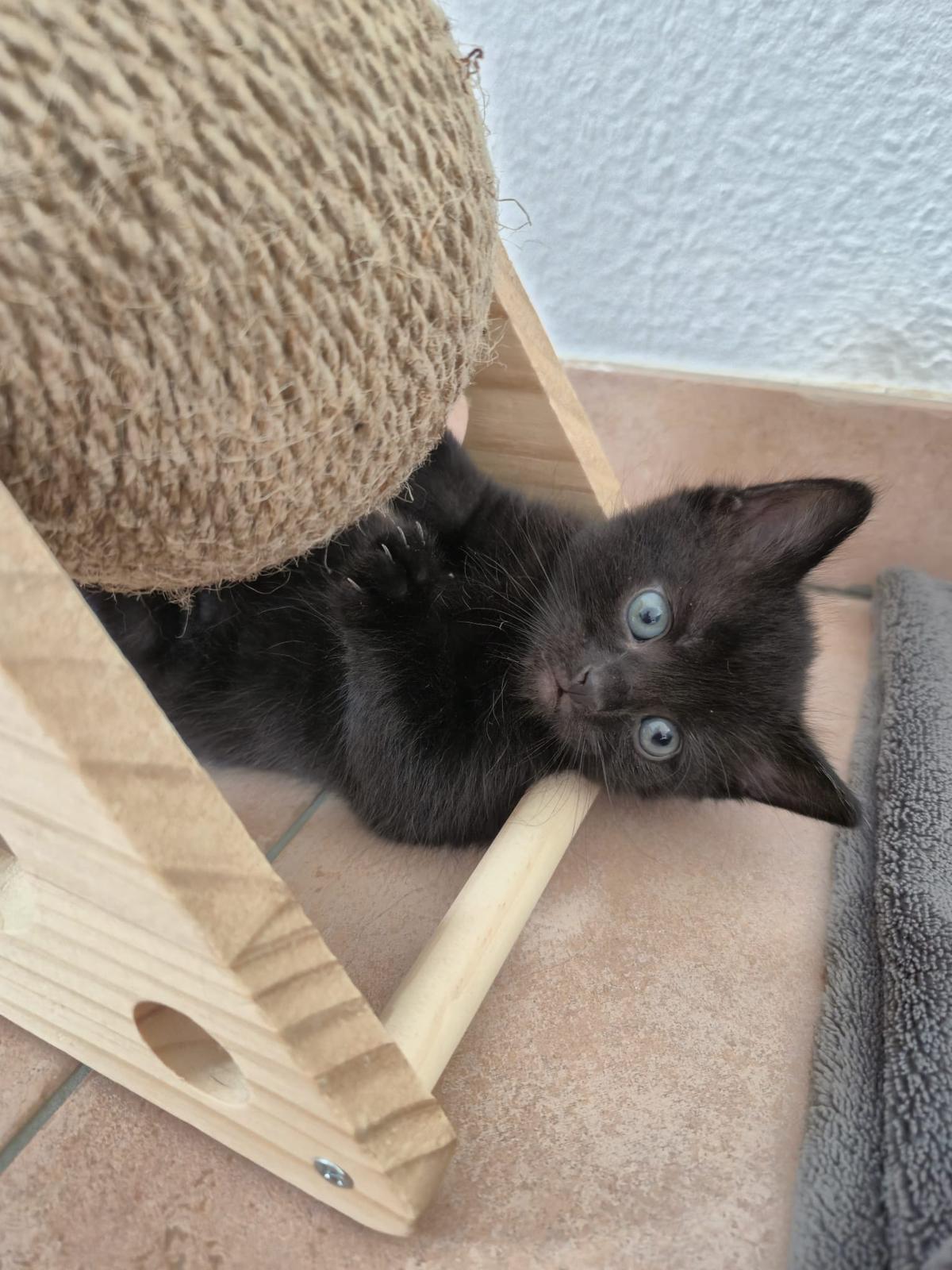 BKH Mix Kätzchen abzugeben