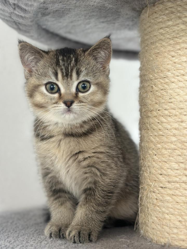 Demnächst abgabebreit! Zwei BKH Kitten, Katzen-M?