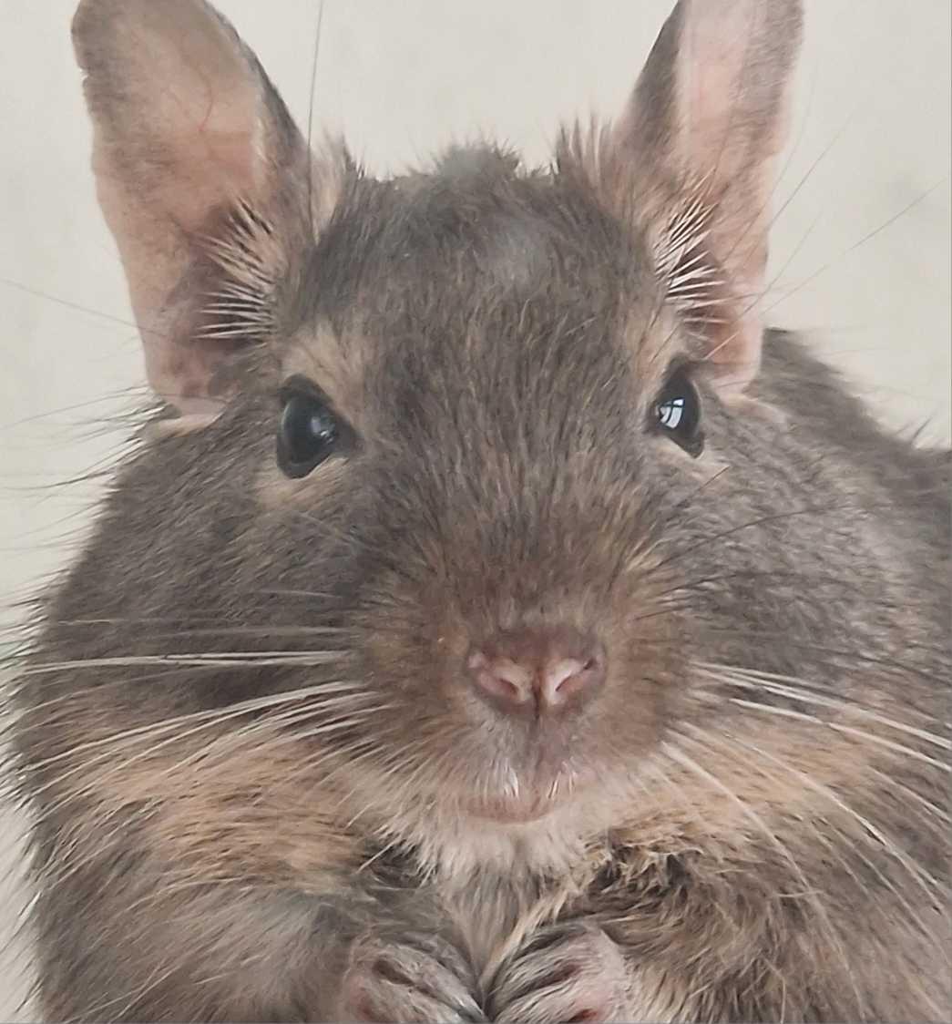 Degus mit oder ohne Nagarium und viel Zubehör