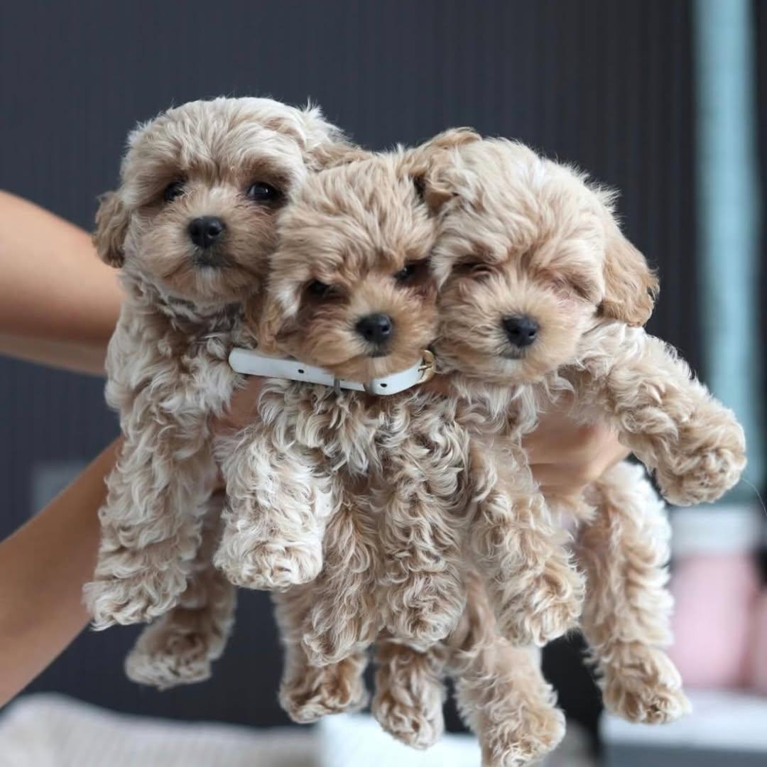 Tolle Maltipoo-Welpen