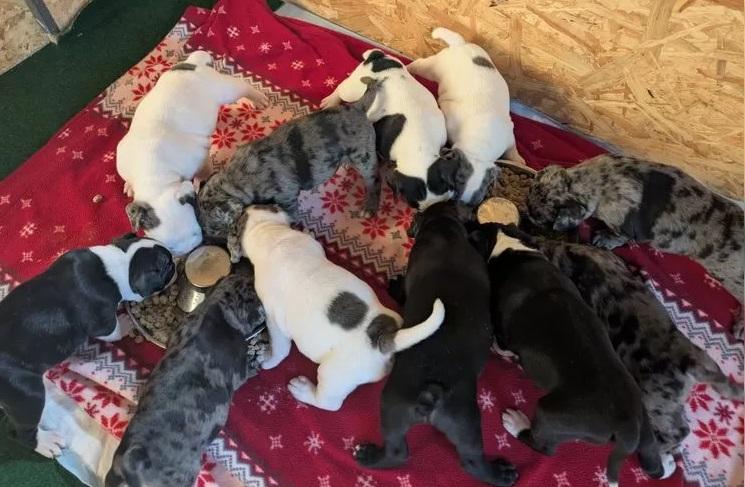 Französisch-Englische Bulldoggenwelpen