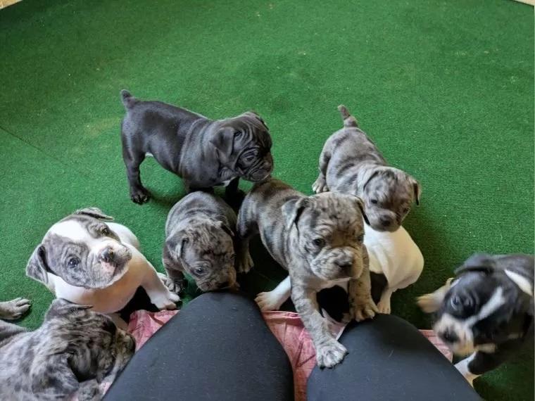 Französisch-Englische Bulldoggenwelpen