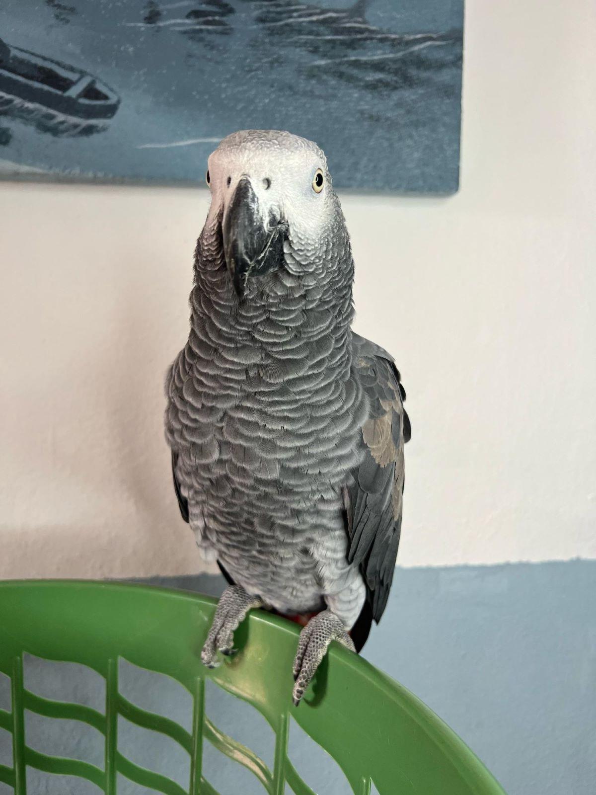 Graupapagei – Ihr bester Begleiter