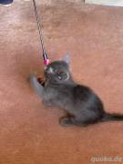 Maddox BOMBAY-PERSER-MIX in liebende Hände abzuge