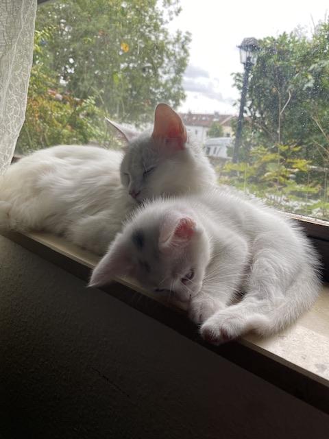 Maine Coon Mix mit BKH Mix 3 Kitten zur Verfügung