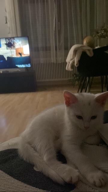 Maine Coon Mix mit BKH Mix 3 Kitten zur Verfügung