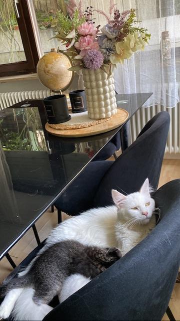 Maine Coon Mix mit BKH Mix 3 Kitten zur Verfügung