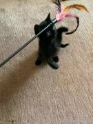 Nero BOMBAY-PERSER-MIX in liebende Hände abzugebe