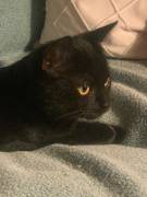 Nero BOMBAY-PERSER-MIX in liebende Hände abzugebe