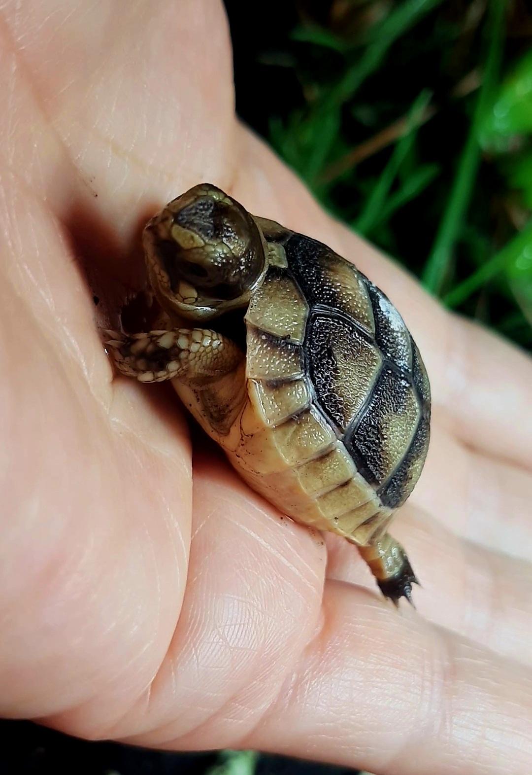 NZ Babys Breitrandschildkröte