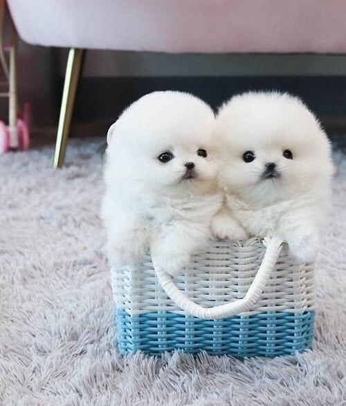 Pomeranian welpen