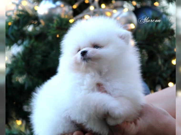 Pomeranian welpen