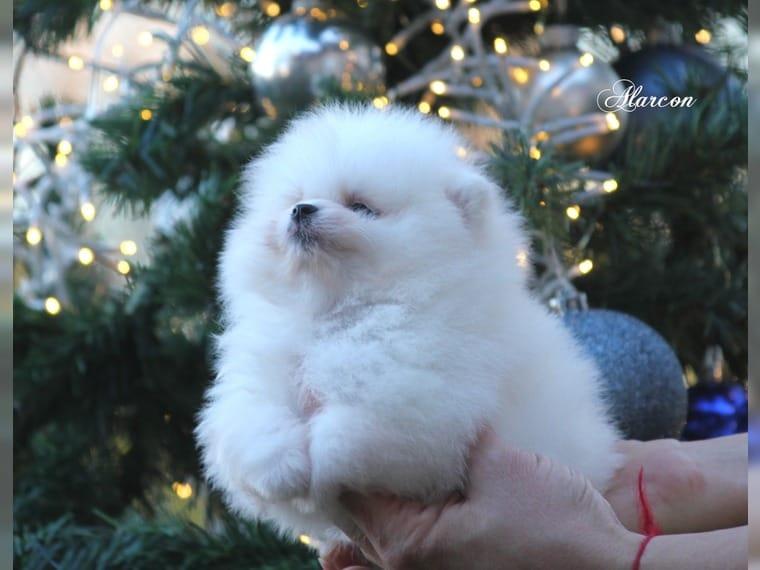 Pomeranian welpen