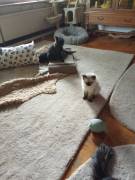 Reinrassige sibirische Waldkatzen Kitten