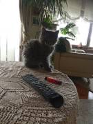 Reinrassige sibirische Waldkatzen Kitten