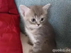 Romyka  BOMBAY-PERSER-MIX in liebende Hände abzug