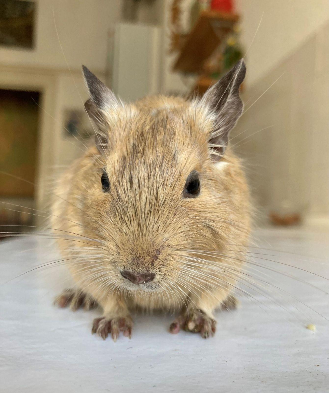 Sandfarbenes Degu-Böckchen
