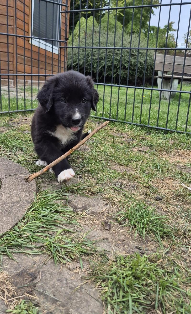 Sanfte Riesen mit Beschützerherz - Wunderschöne 