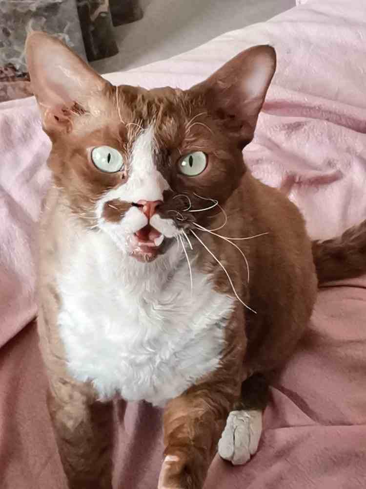 Olaf reinrassiger Devon Rex Kater Notfall