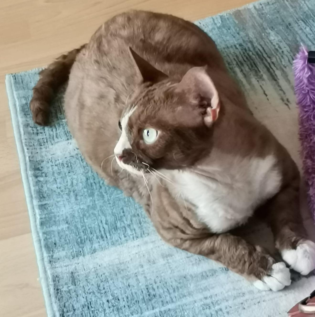 Olaf reinrassiger Devon Rex Kater Notfall