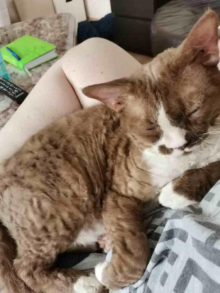 Olaf reinrassiger Devon Rex Kater Notfall