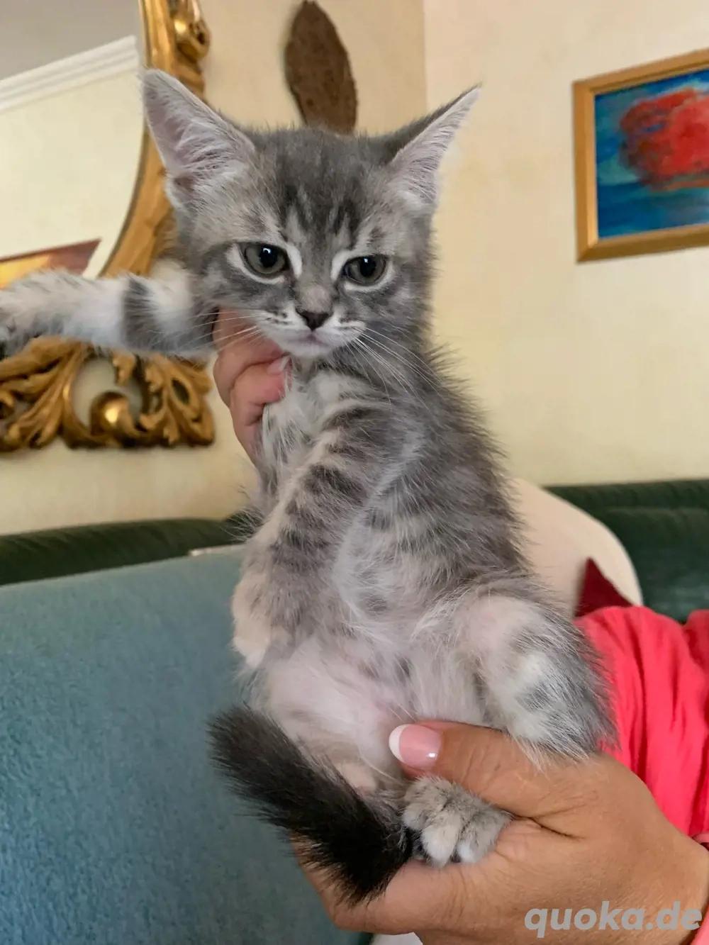 Romyka  BOMBAY-PERSER-MIX in liebende Hände abzug