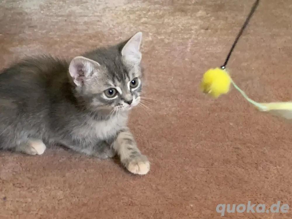 Romyka  BOMBAY-PERSER-MIX in liebende Hände abzug