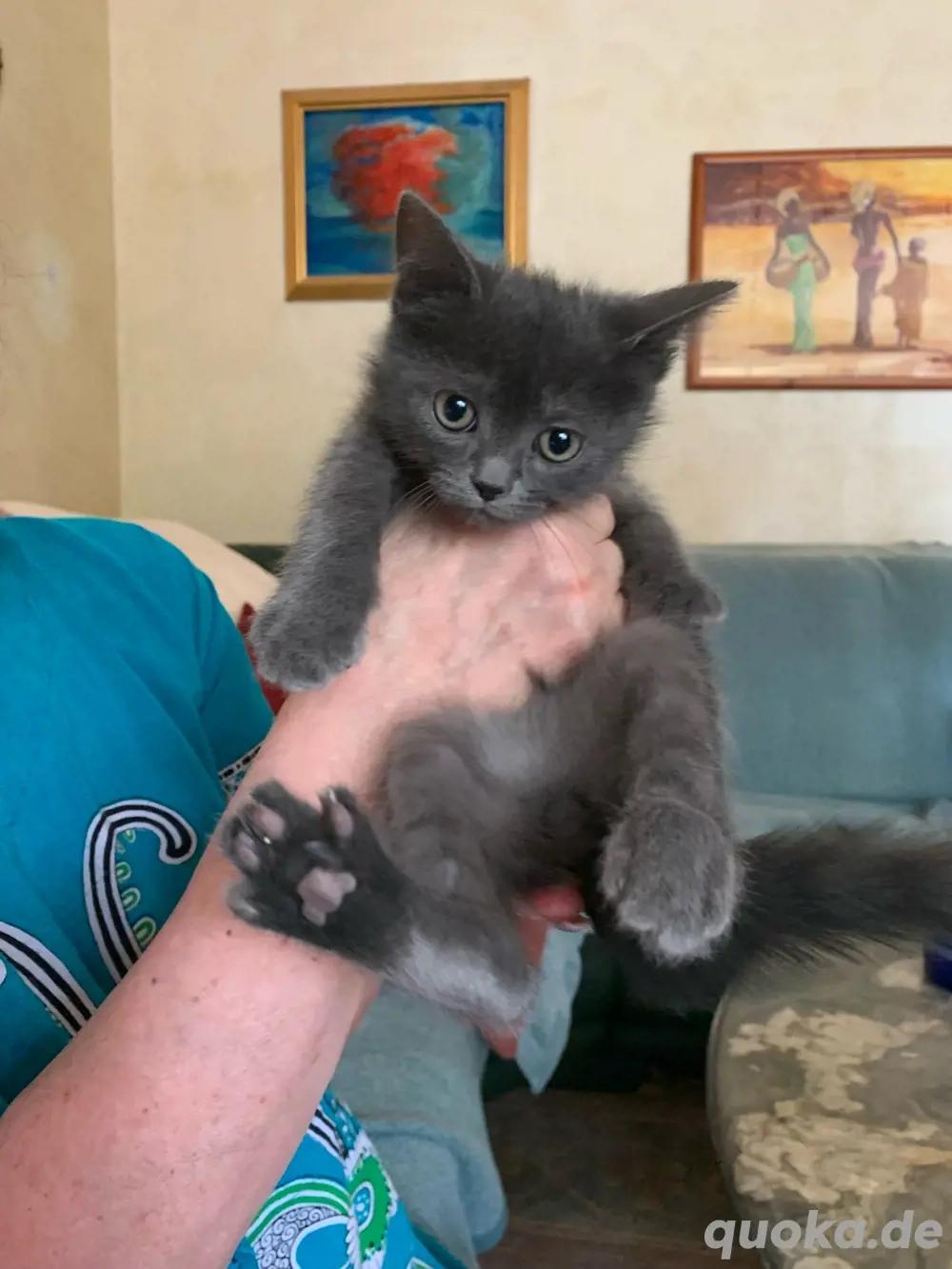 Maddox BOMBAY-PERSER-MIX in liebende Hände abzuge