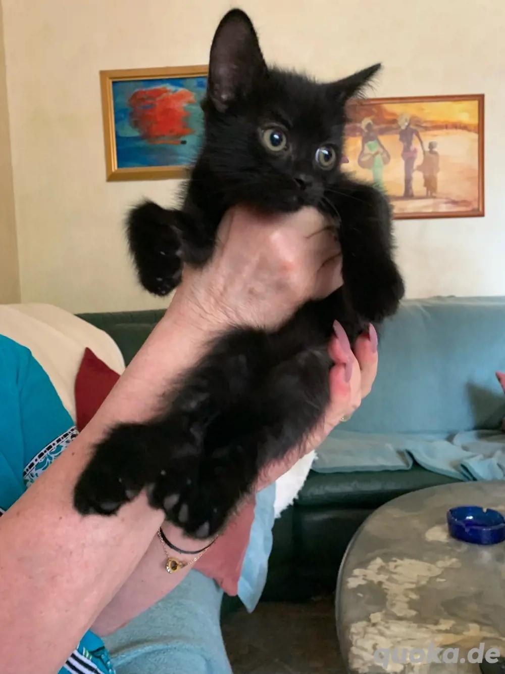 Nero BOMBAY-PERSER-MIX in liebende Hände abzugebe
