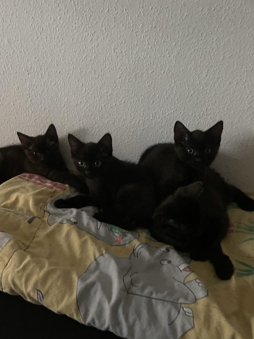 BkH + EkH Katzen MiX