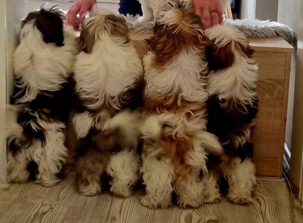 Unsere Welpen sind da