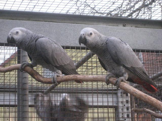 Verkaufe 1.1. Graupapageien