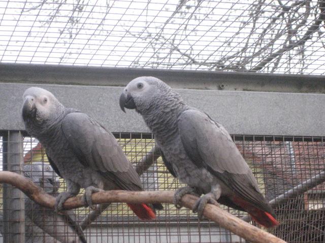 Verkaufe 1.1. Graupapageien