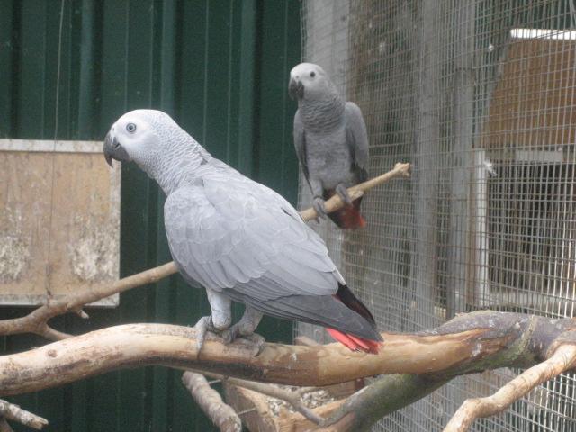 Verkaufe 1.1. Graupapageien