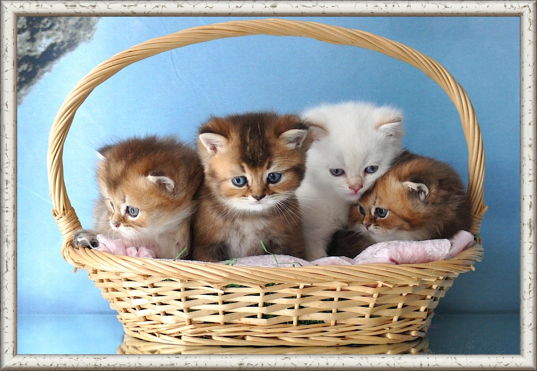 Wunderschöne Britisch Kurzhaar Kätzchen mit Stam