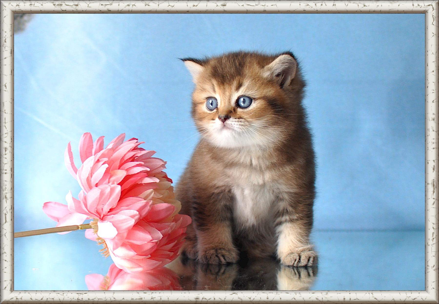 Wunderschöne Britisch Kurzhaar Kätzchen mit Stam