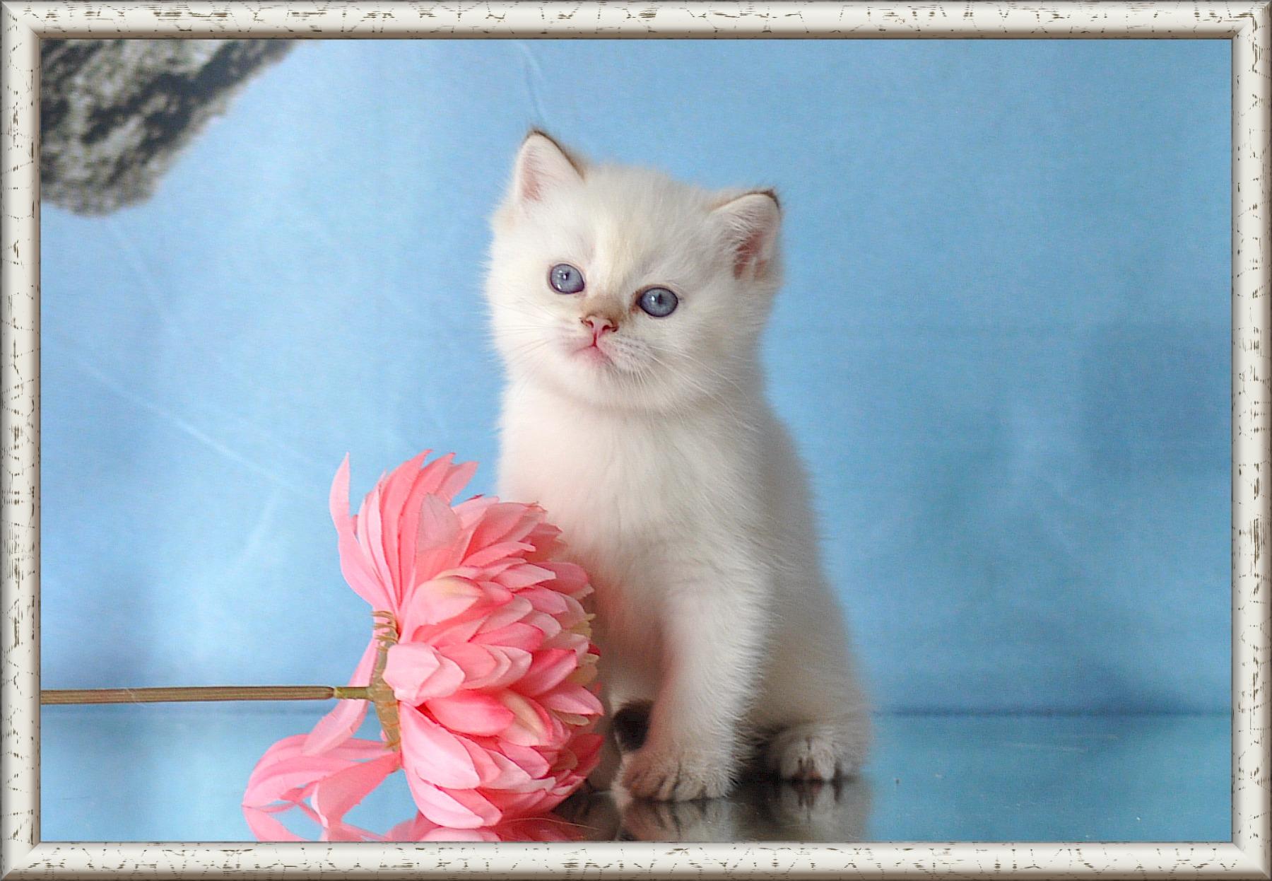 Wunderschöne Britisch Kurzhaar Kätzchen mit Stam